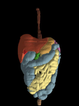 Figure of Digestive System