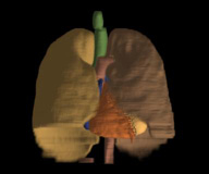 Figure of thorax