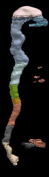 Neural tube of a late Stage-10 Embryo (3 weeks)